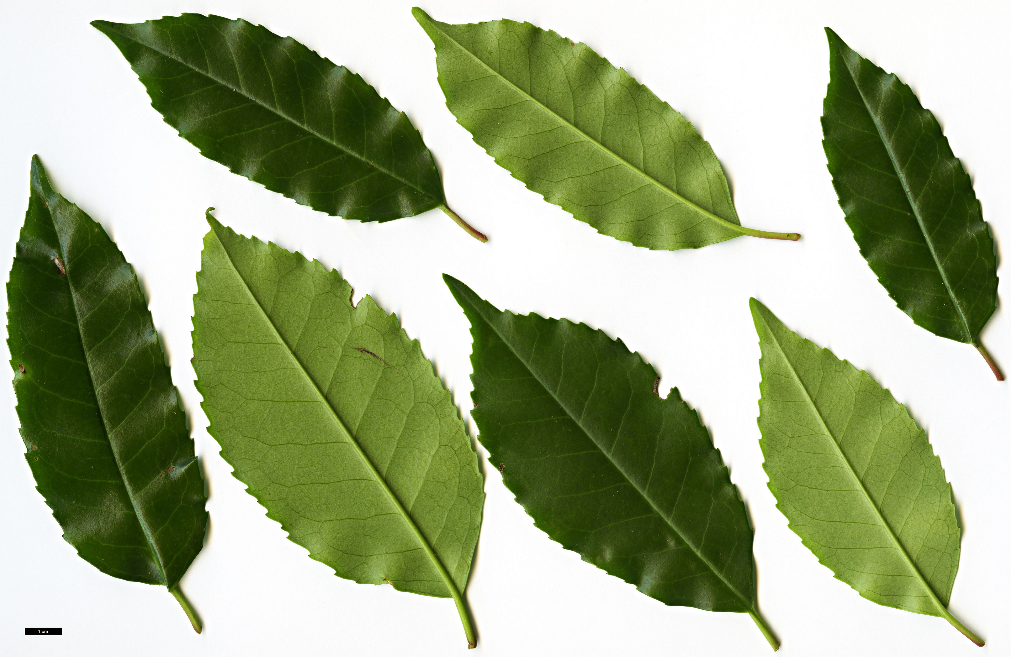 High resolution image: Family: Rosaceae - Genus: Prunus - Taxon: lusitanica - SpeciesSub: subsp. hixa